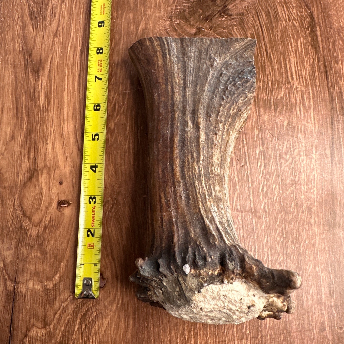 Moose Antler Base (for Flintknappers & Carvers)