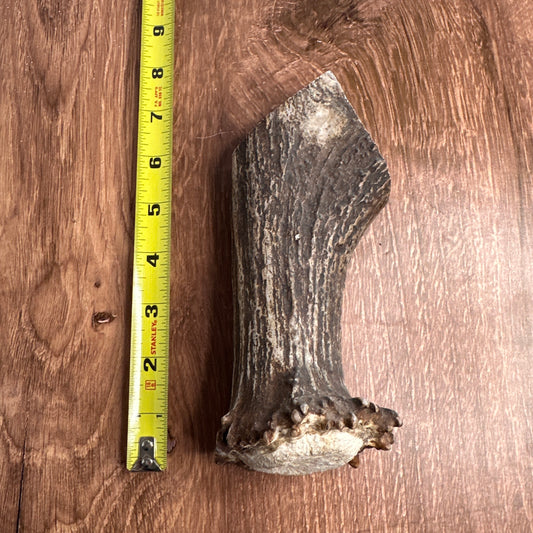 Moose Antler Base (for Flintknappers & Carvers)