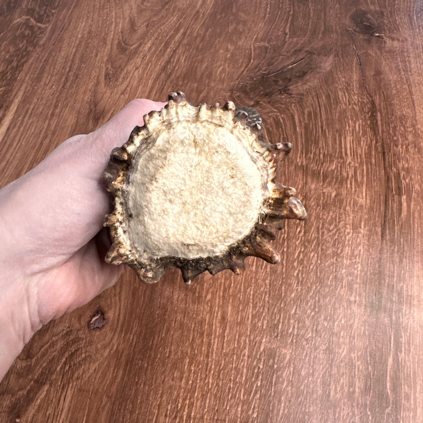 Moose Antler Base (for Flintknappers & Carvers)