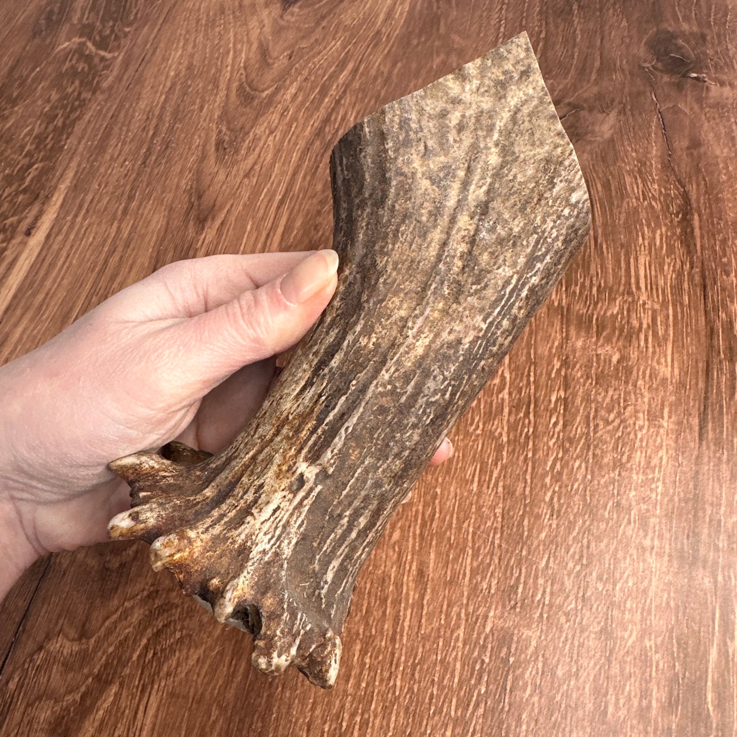 Moose Antler Base (for Flintknappers & Carvers)