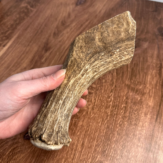 Moose Antler Base (for Flintknappers & Carvers)