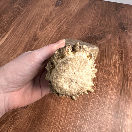 Moose Antler Base (for Flintknappers & Carvers)