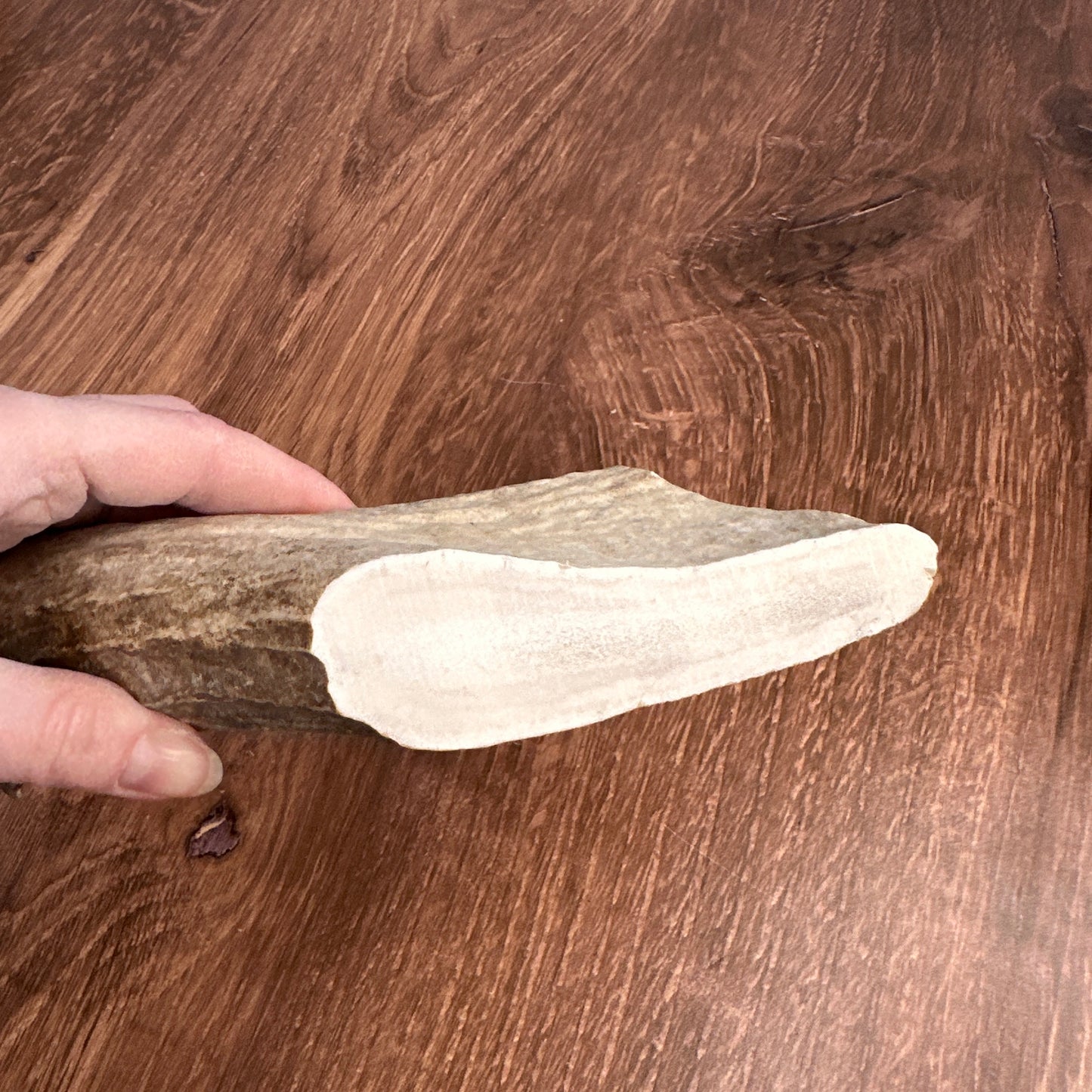 Moose Antler Base (for Flintknappers & Carvers)