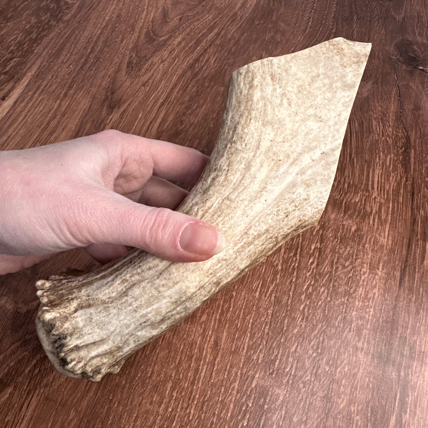 Moose Antler Base (for Flintknappers & Carvers)