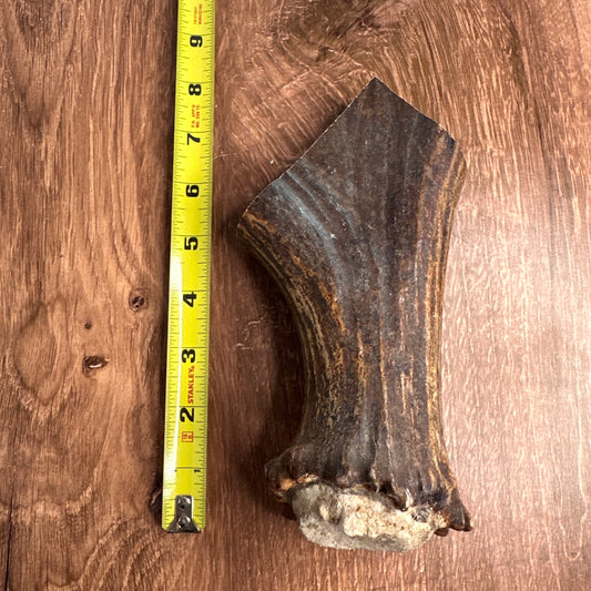 Moose Antler Base (for Flintknappers & Carvers)