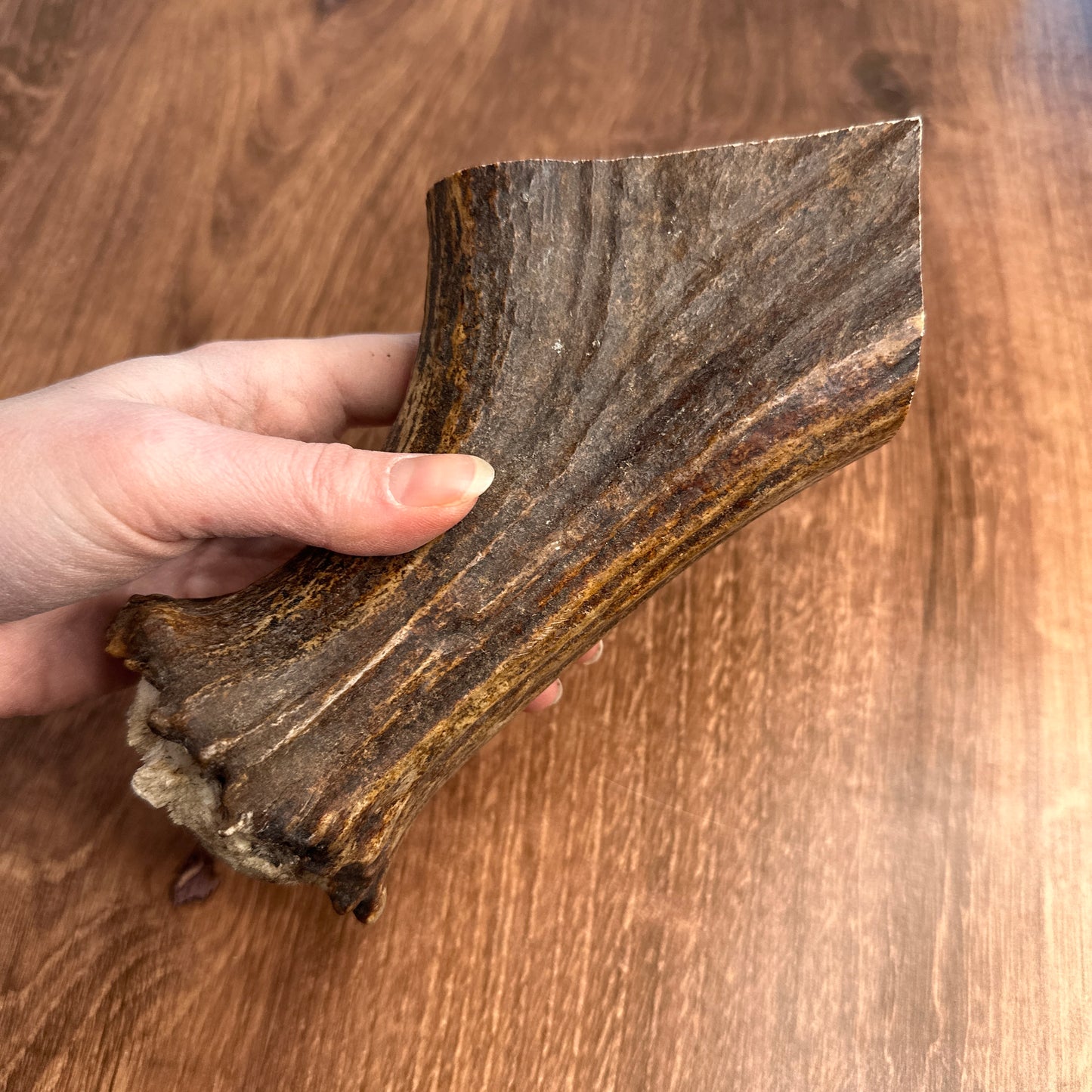 Moose Antler Base (for Flintknappers & Carvers)