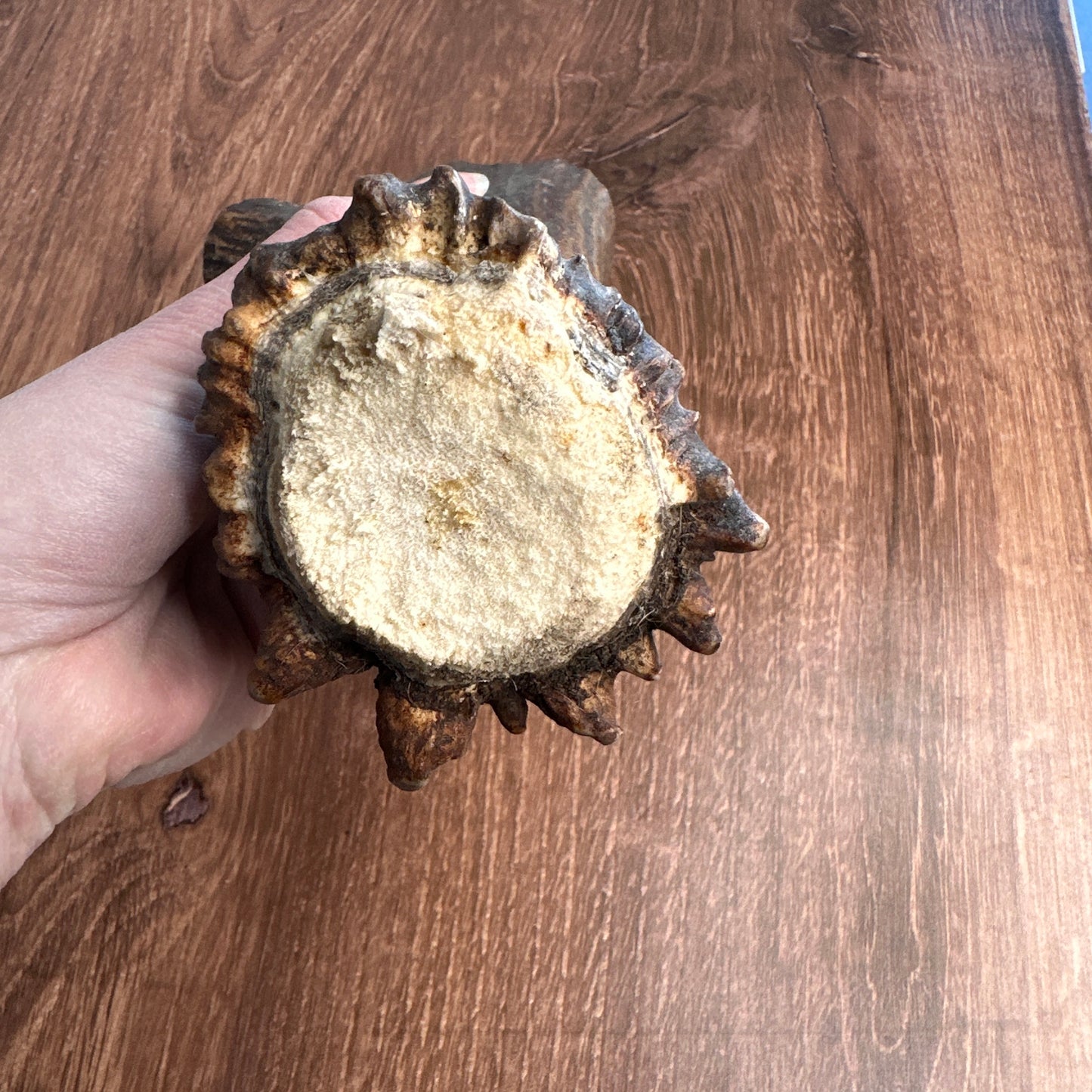 Moose Antler Base (for Flintknappers & Carvers)