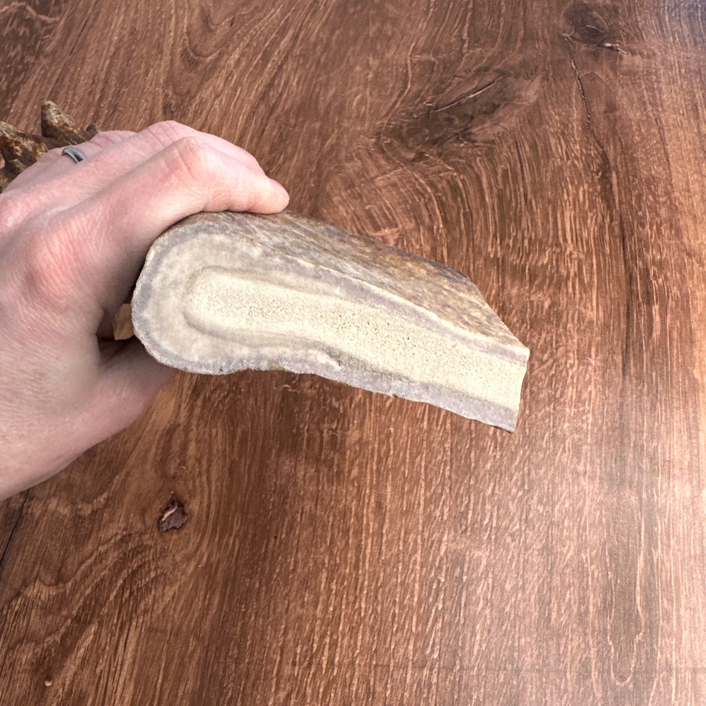 Moose Antler Base (for Flintknappers & Carvers)