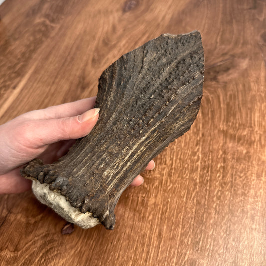 Moose Antler Base (for Flintknappers & Carvers)