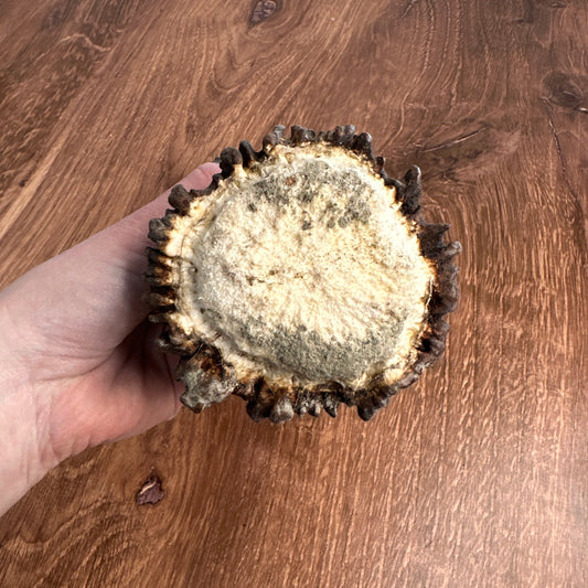 Moose Antler Base (for Flintknappers & Carvers)