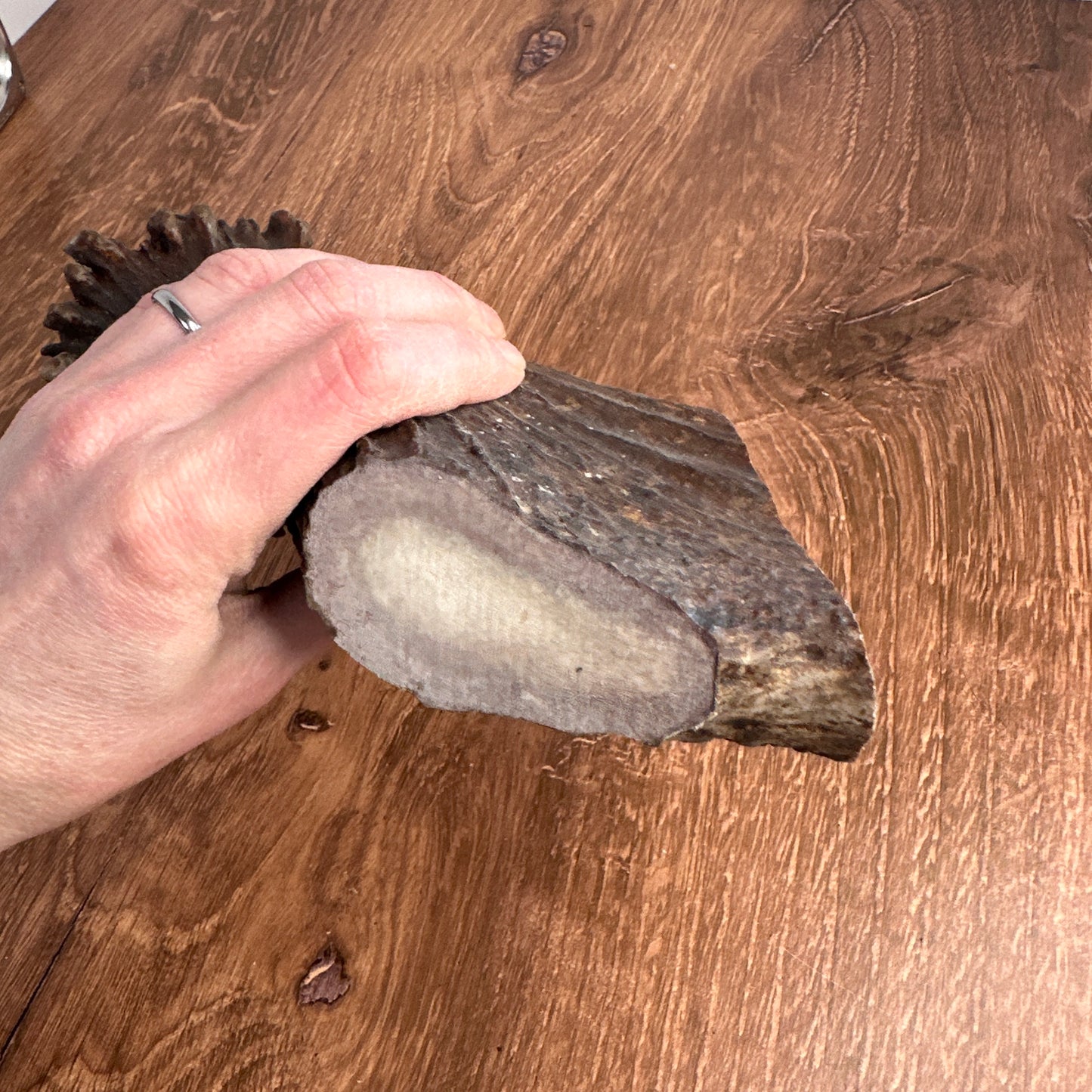 Moose Antler Base (for Flintknappers & Carvers)