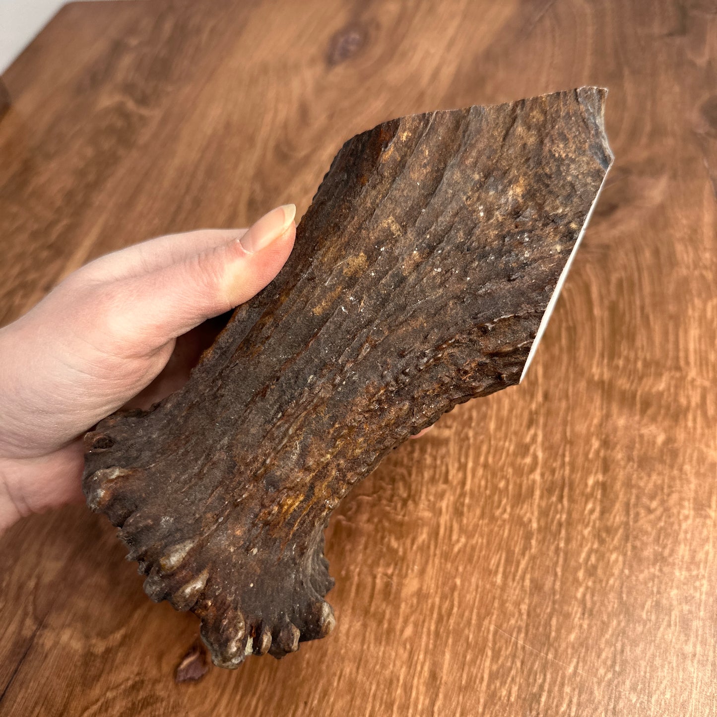 Moose Antler Base (for Flintknappers & Carvers)