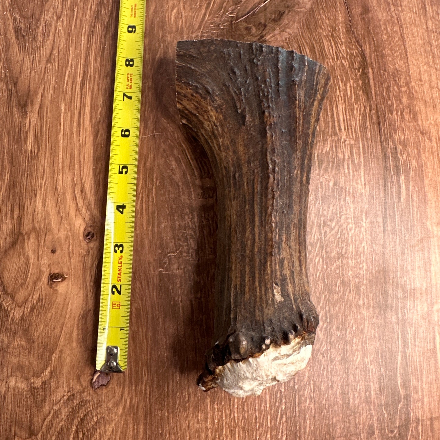 Moose Antler Base (for Flintknappers & Carvers)