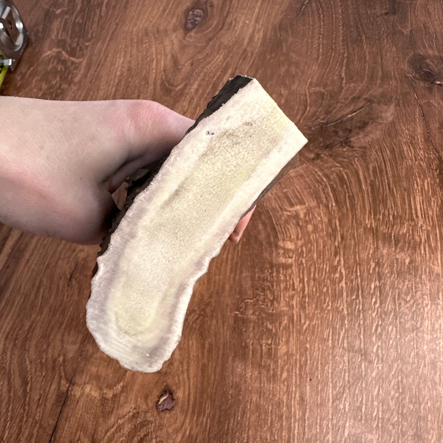 Moose Antler Base (for Flintknappers & Carvers)