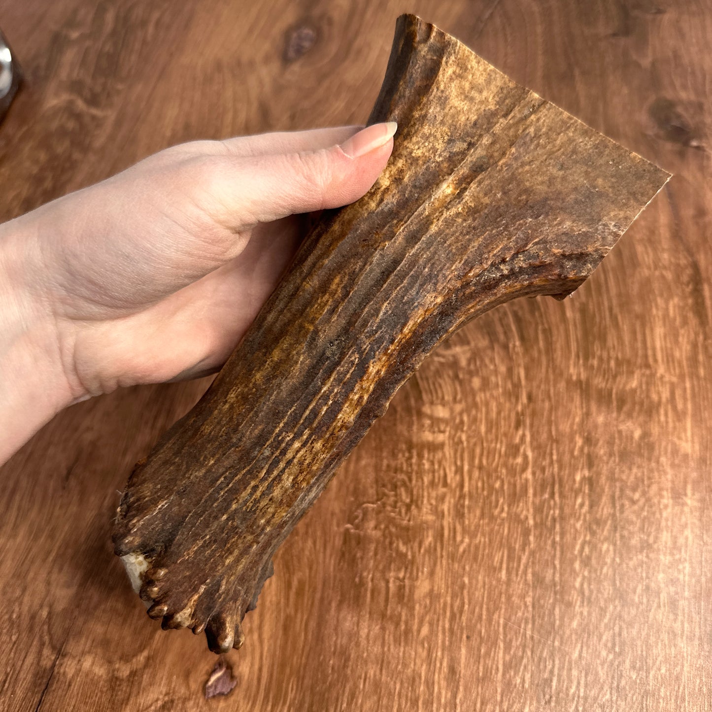 Moose Antler Base (for Flintknappers & Carvers)