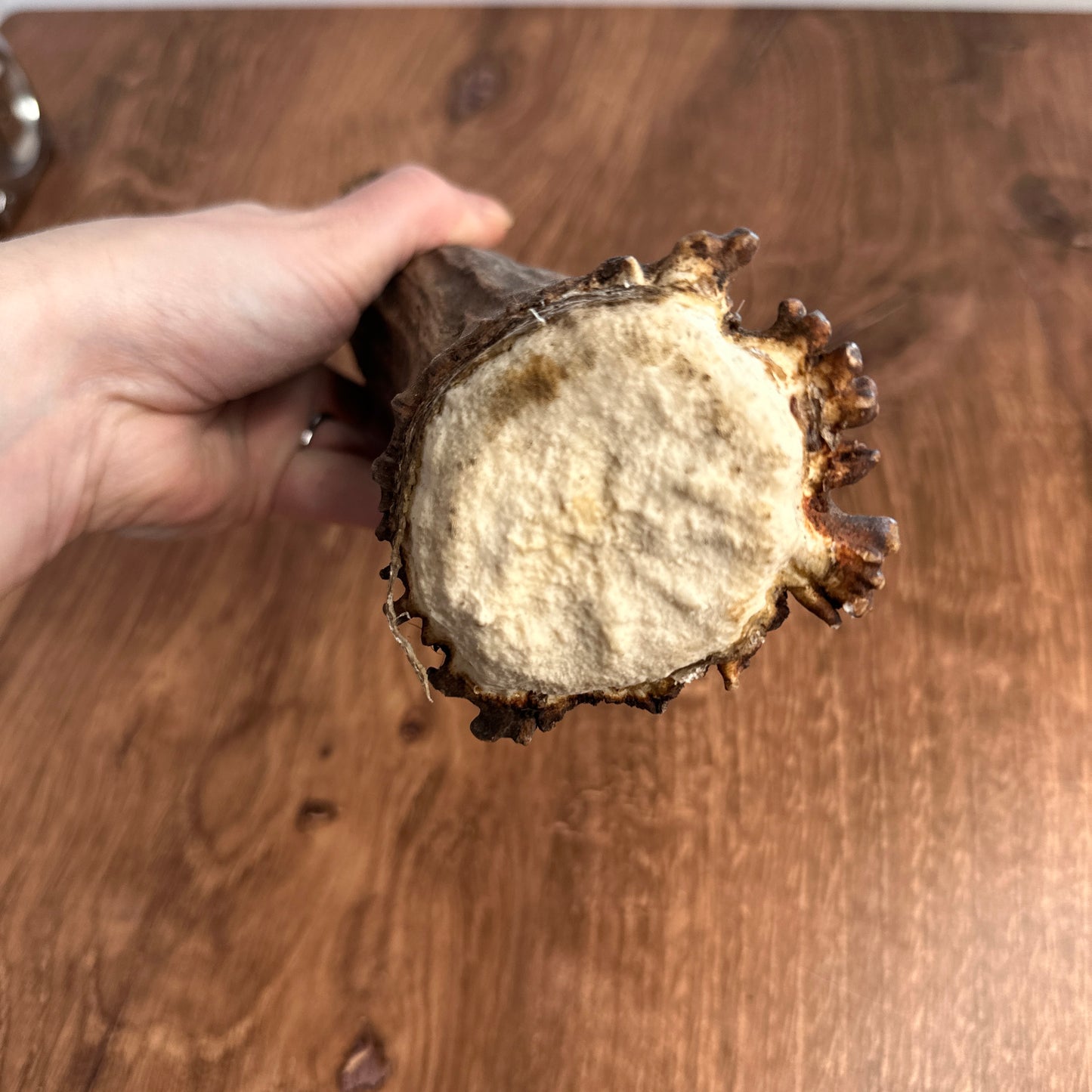 Moose Antler Base (for Flintknappers & Carvers)