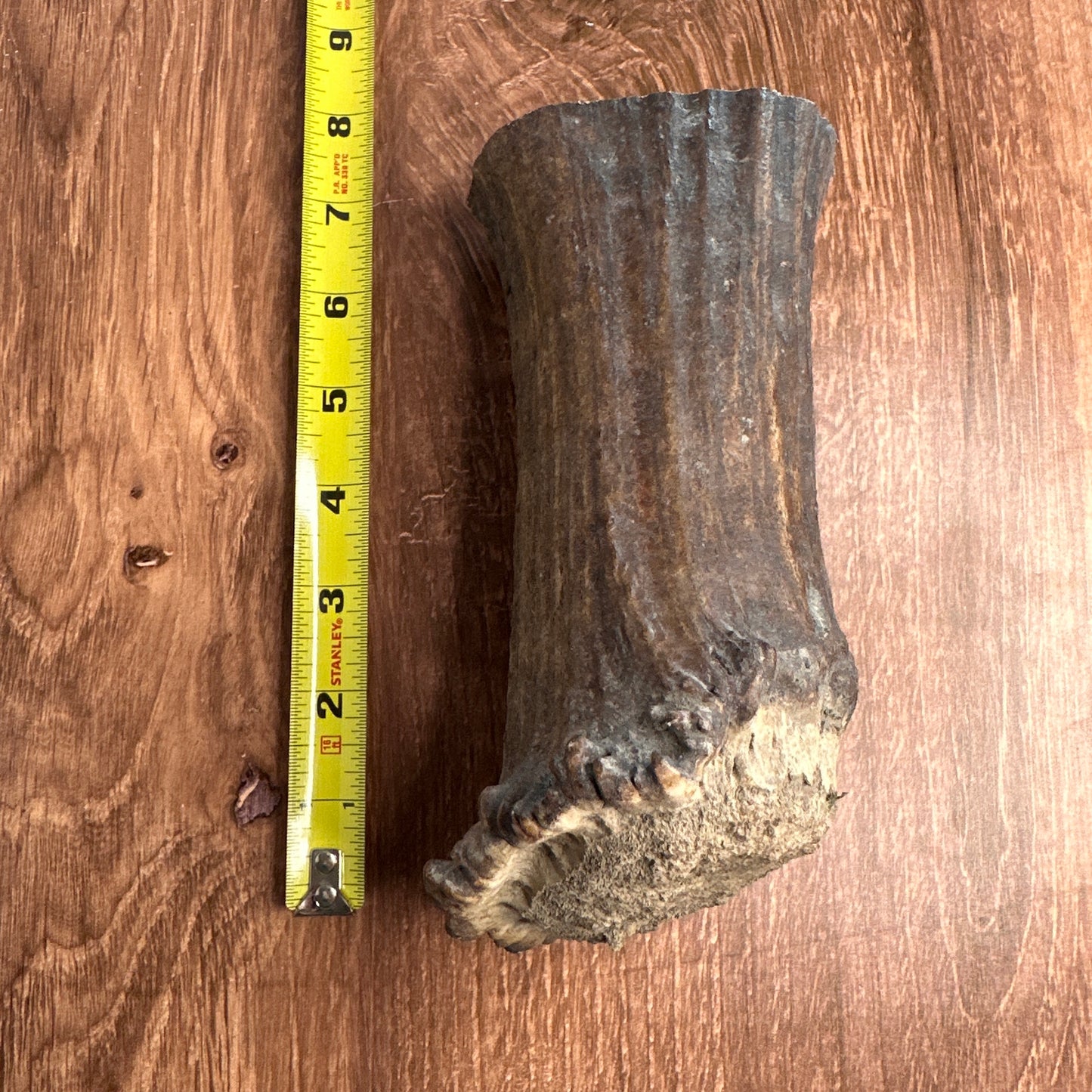 Extra Thick Moose Antler Base (for Flintknappers & Carvers)