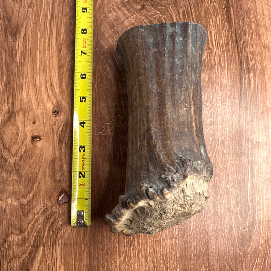 Extra Thick Moose Antler Base (for Flintknappers & Carvers)