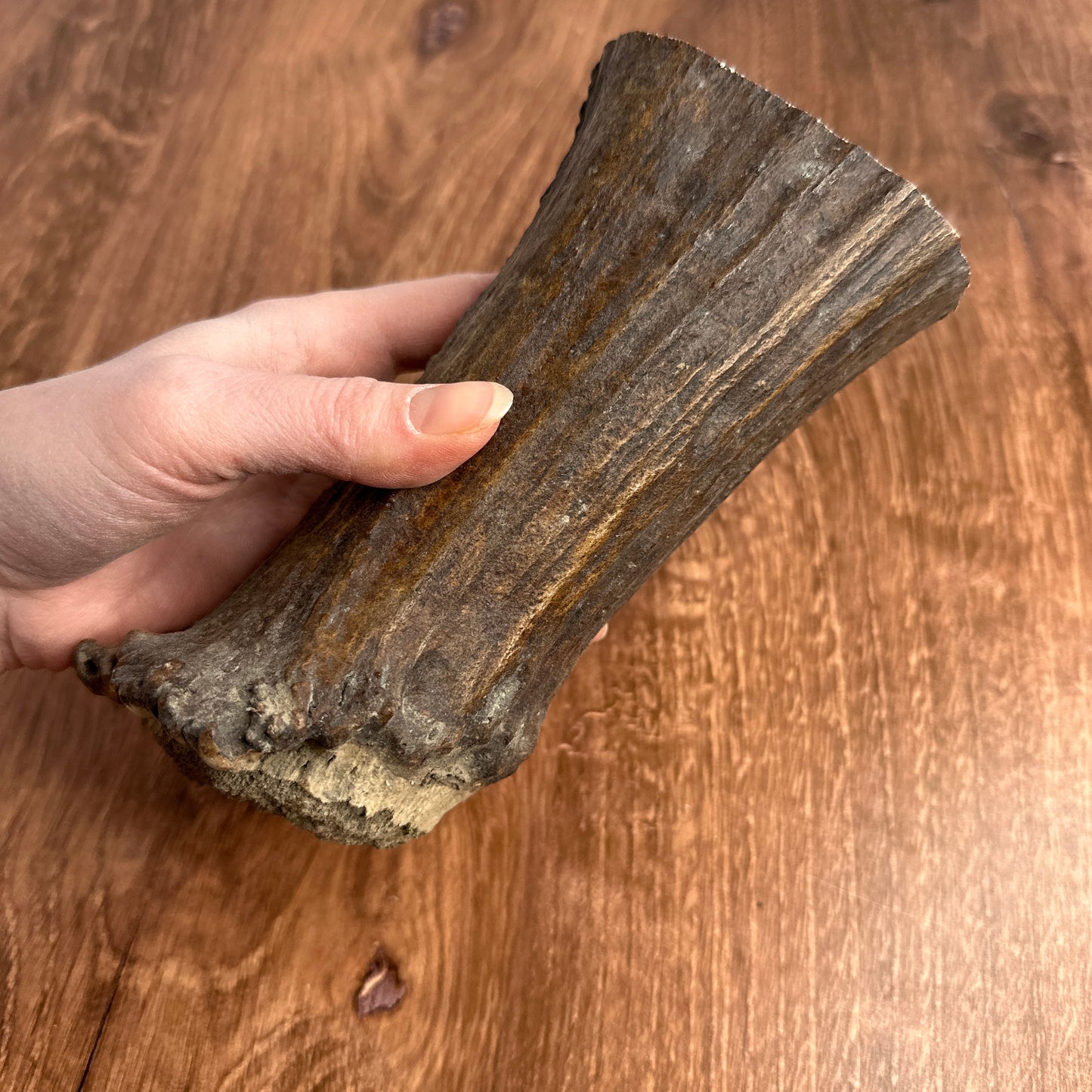 Extra Thick Moose Antler Base (for Flintknappers & Carvers)