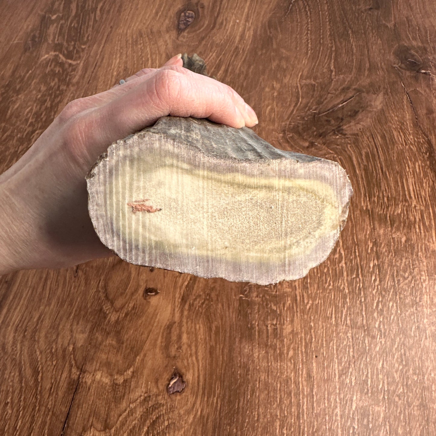 Extra Thick Moose Antler Base (for Flintknappers & Carvers)