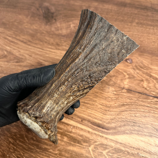 6.5" Moose Antler Base