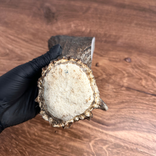 6.5" Moose Antler Base