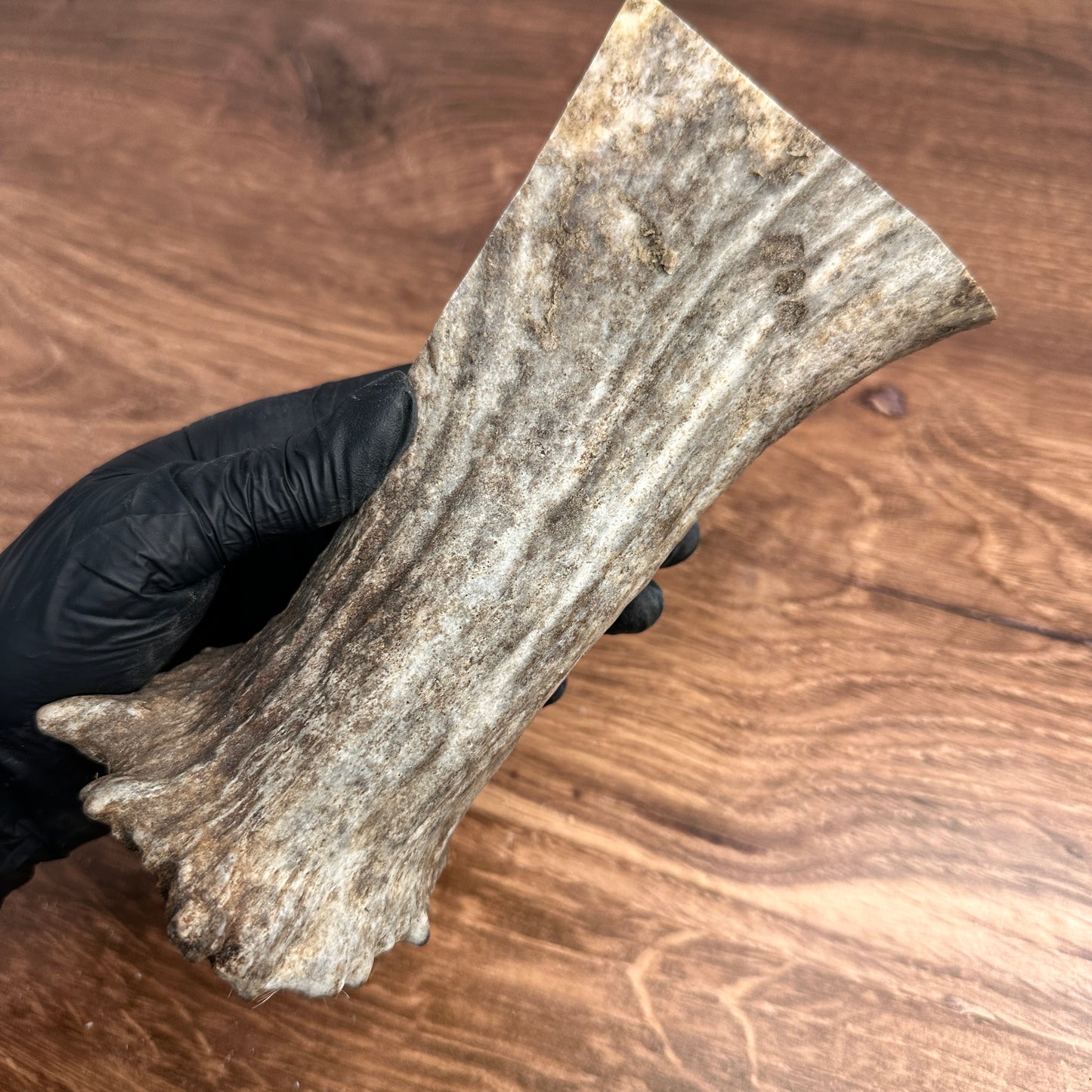 6.5" Moose Antler Base