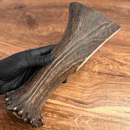 8.75" Moose Antler Base