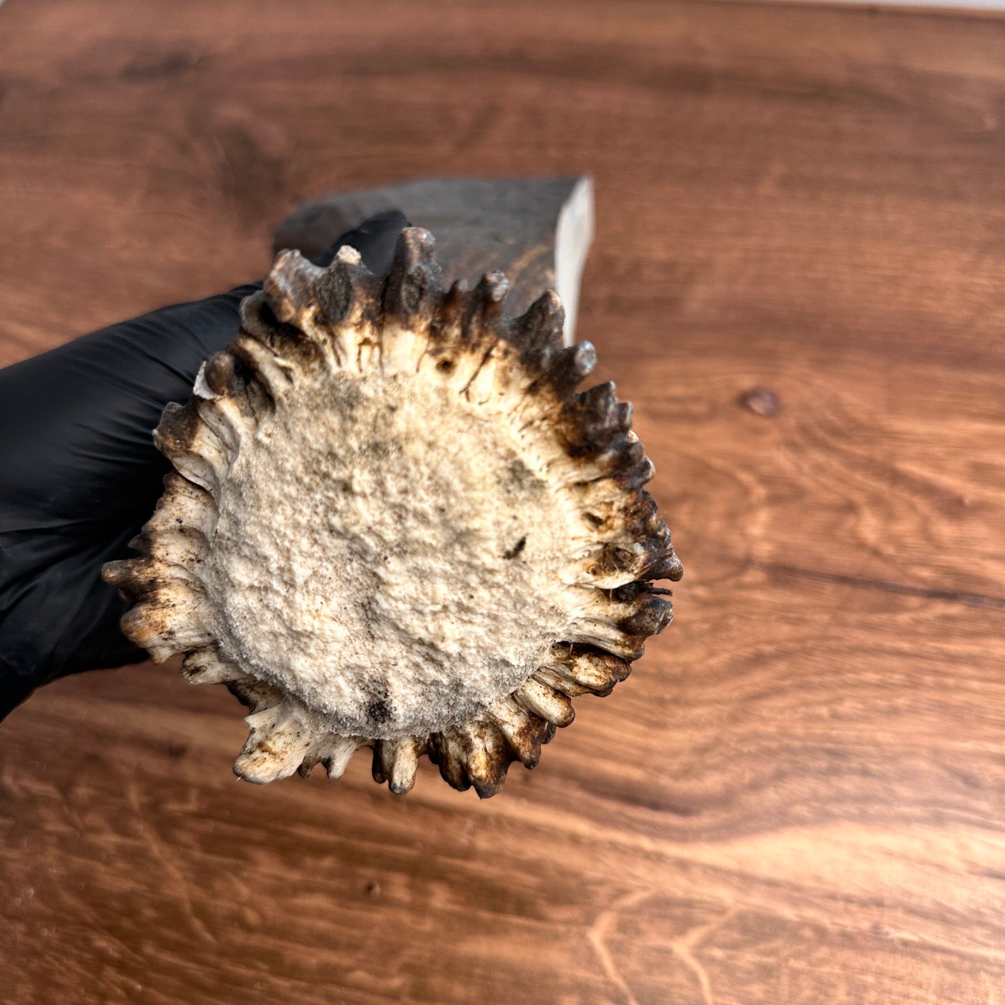 8.75" Moose Antler Base