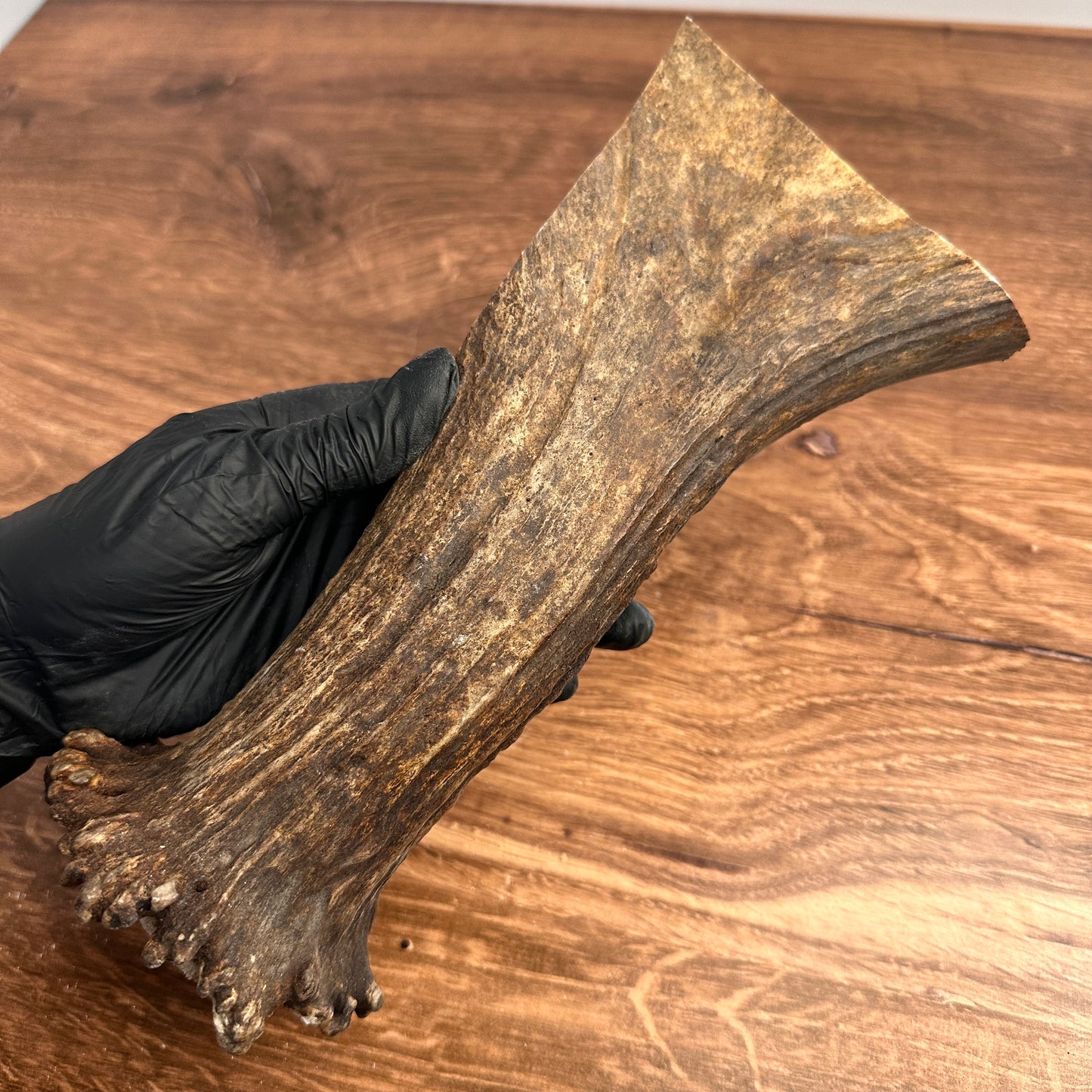 8.75" Moose Antler Base