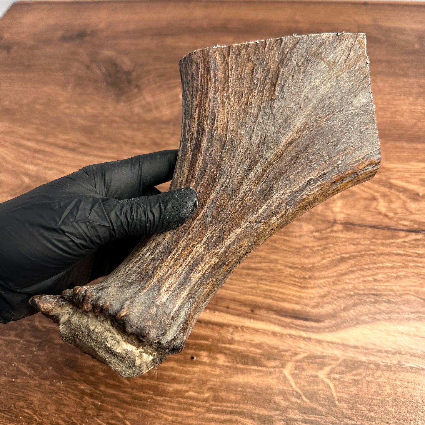 8" Moose Antler Base