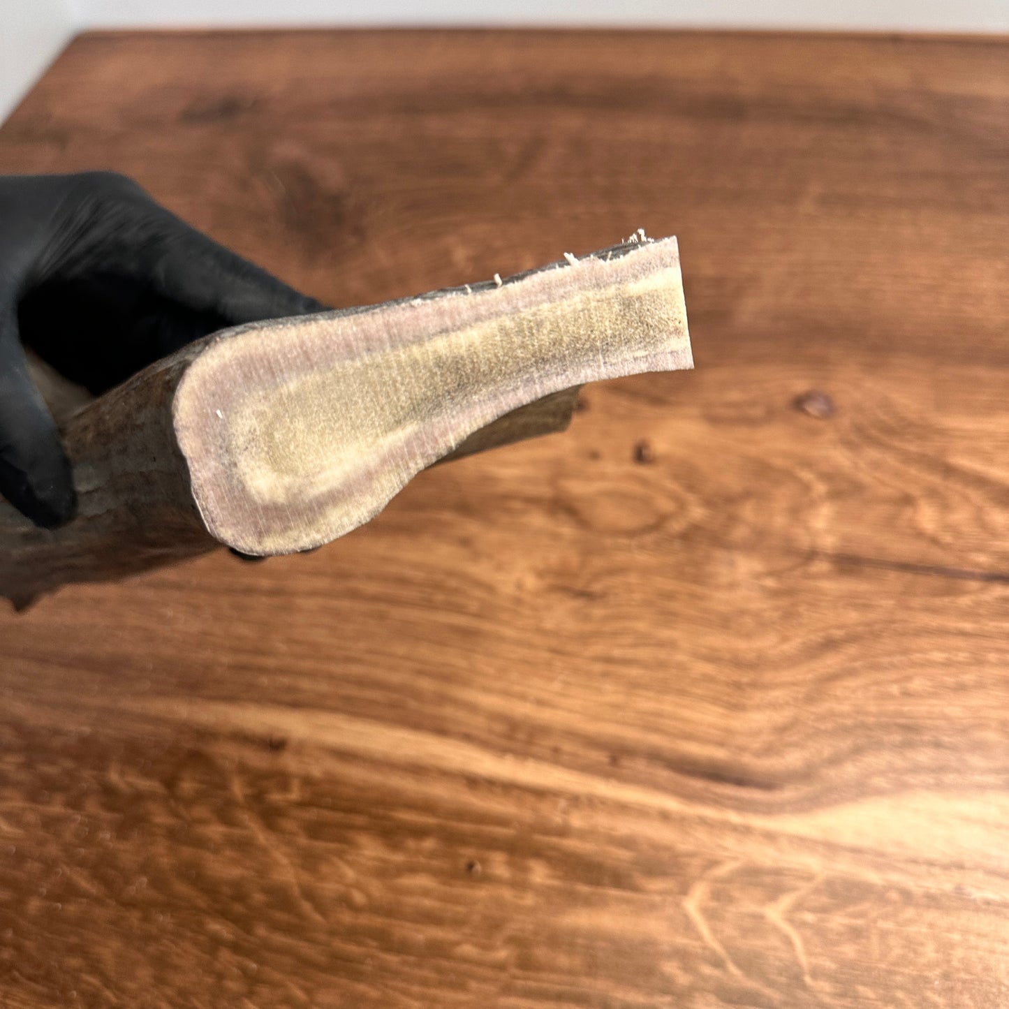 8" Moose Antler Base