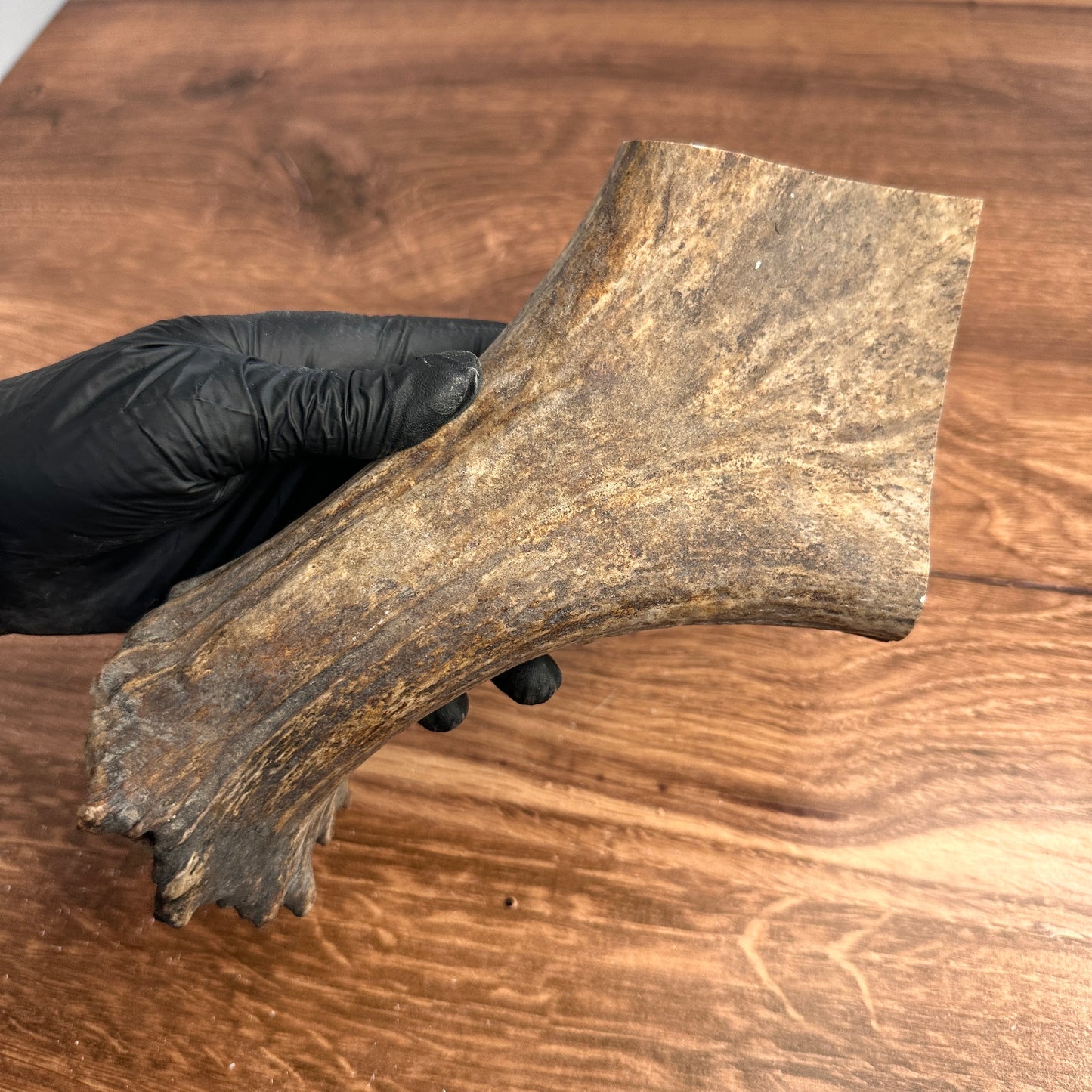 8" Moose Antler Base