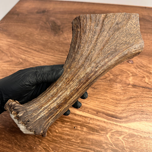 10" Moose Antler Base