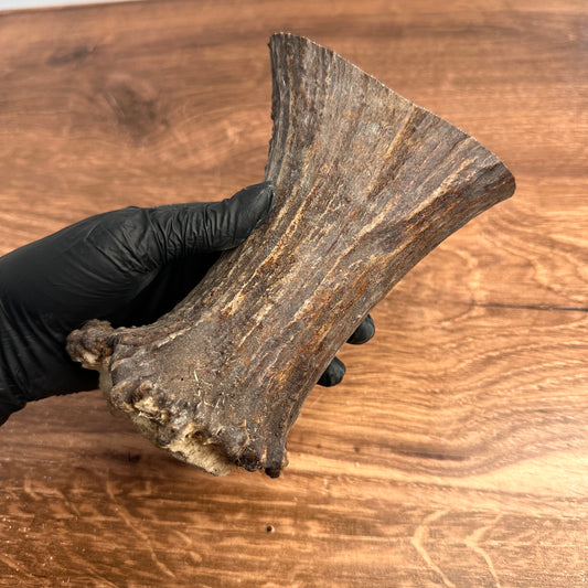5.75" Moose Antler Base