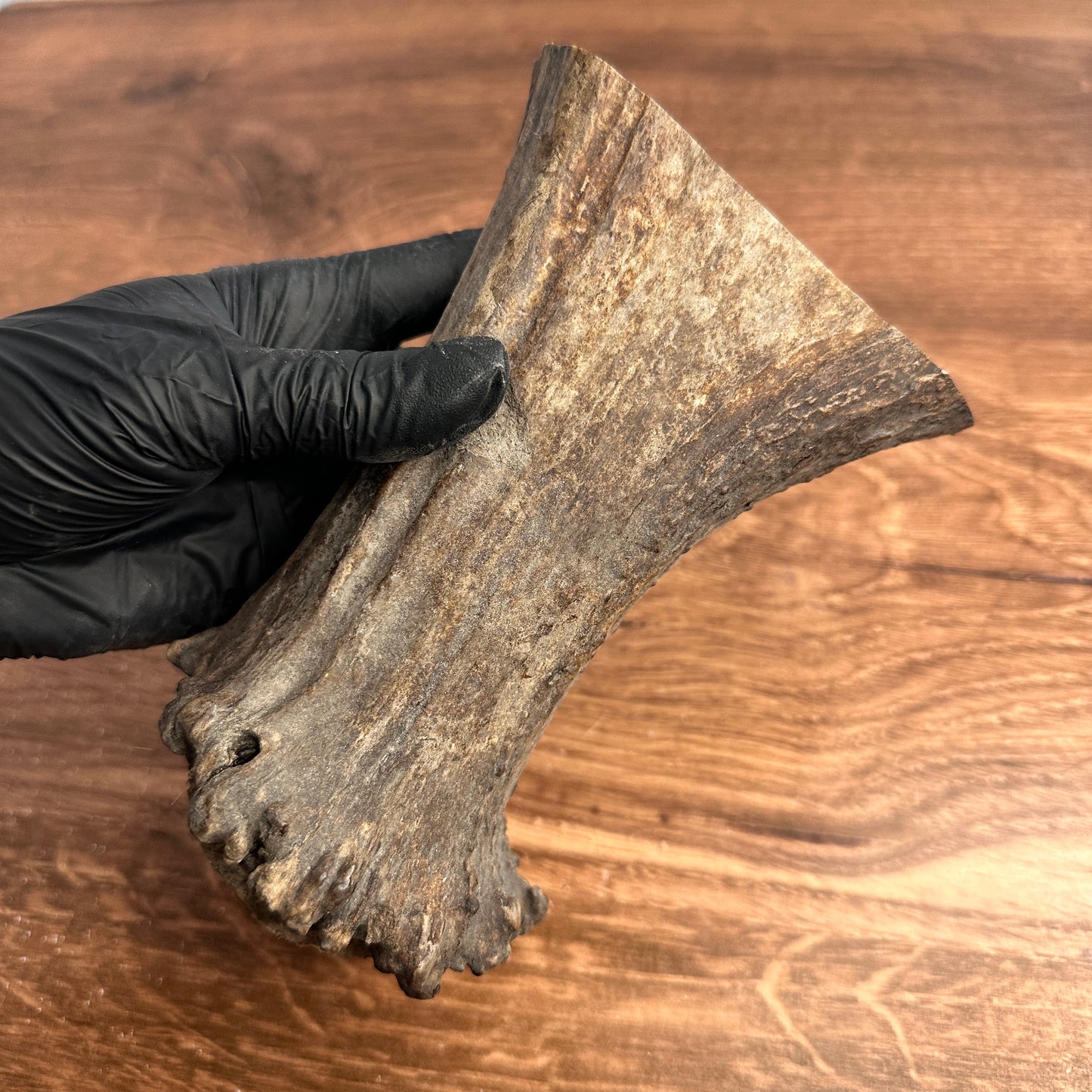 5.75" Moose Antler Base